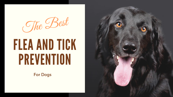 Flea and Tick Prevention