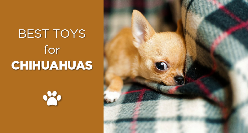 toys for chihuahuas-01