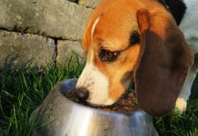 best dog food for dogs with skin allergies