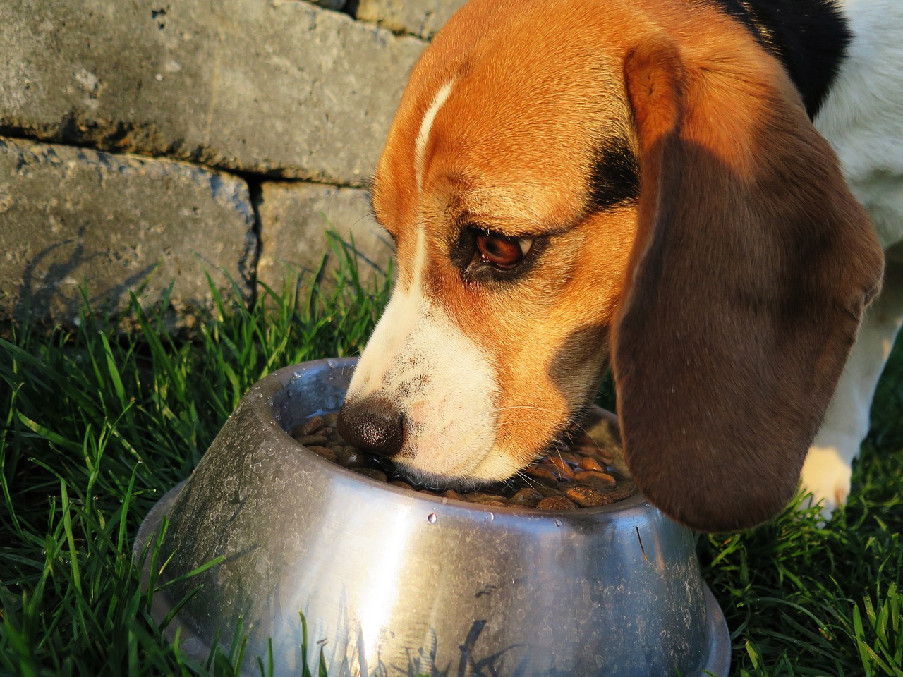 best dog food for dogs with skin allergies