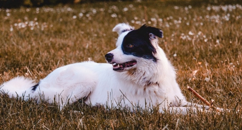 dog dna test reviews