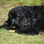 Annamaet Dog Food Reviews: Best Dog Food Brand Without Recalls? Annamaet Dog Food Reviews