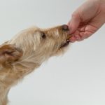 Bil-Jac Dog Food Review: Is it Worth Your Money? Dog being fed dog food from hand of owner