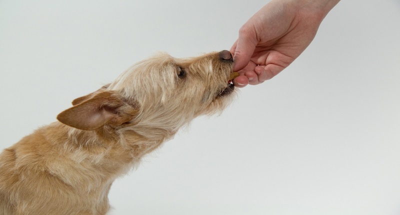 Dog being fed dog food from hand of owner