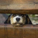 best invisible dog fence