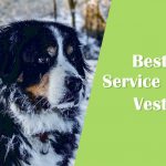 Best service dog vest title with dog