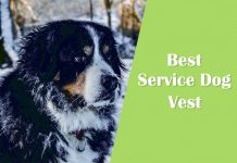 Best Service Dog Vest: 4 Cozy Uniforms For Canine Assistants Best service dog vest title with dog