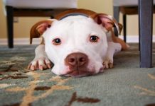 dog laying on carpet cleaned by best pet odor eliminator