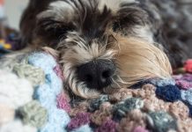 Best Vacuum Cleaner For Pet Hair – Our Top 10 Picks best vacuum cleaner for pets