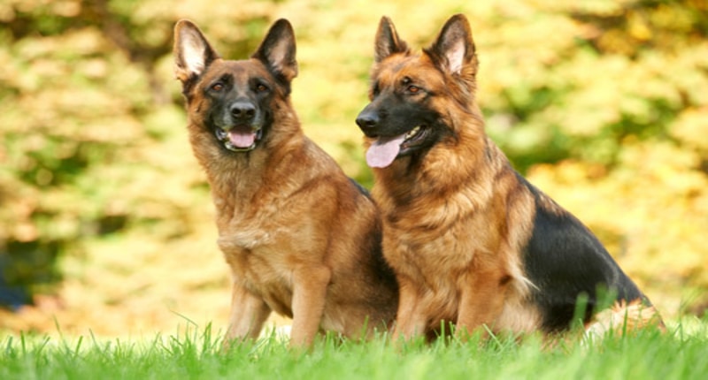 American Alsatian