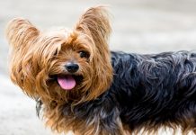 What Is A Yorkipoo? – Your Complete Guide To The Yorkie-Poodle Mix Yorkipoo