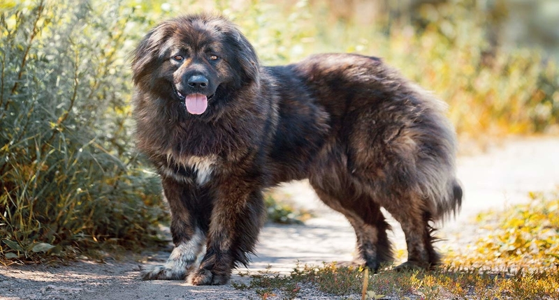 russian bear dog