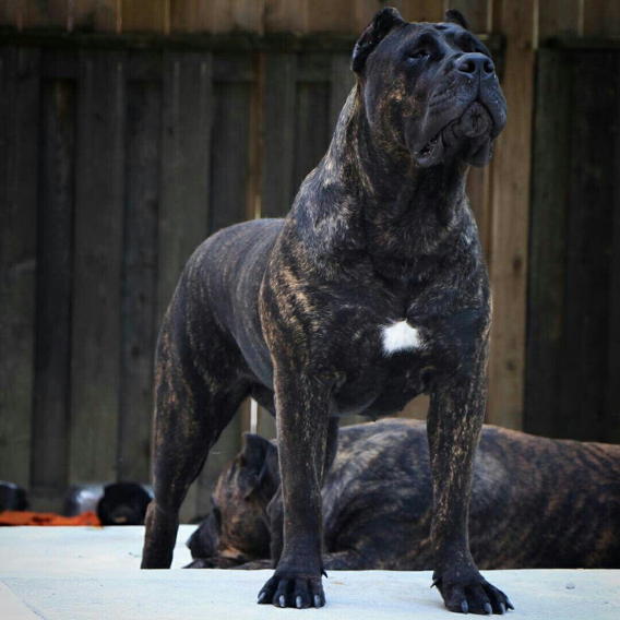 Black Presa Canario