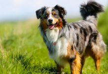 The Australian Shepherd– The Complete Guide Australian Shepherd Standing Up