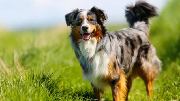 Australian Shepherd Standing Up