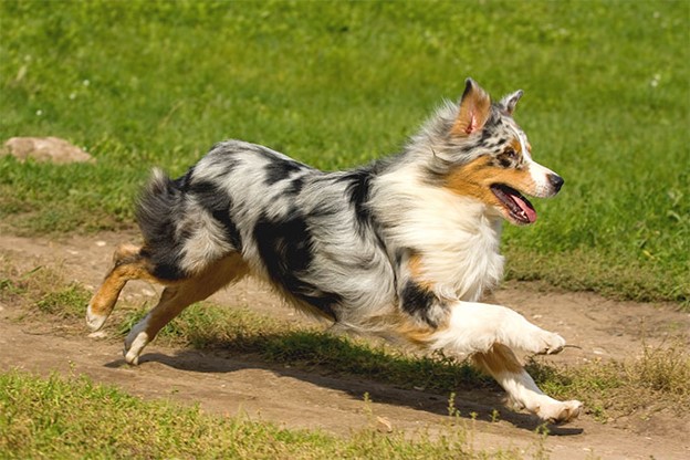 Australian Shepherd Running