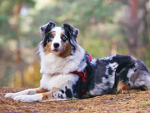 Australian Shepherd lying down