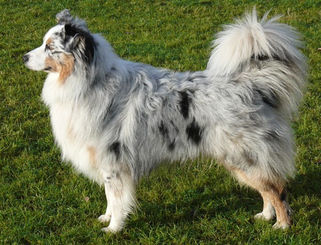 Australian Shepherd Standing up looking into the distance