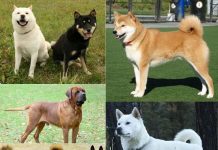 Collage of 5 Japanese Dog Breeds - Tosa Inu, Shibu Inu, Hokkaido Inu, Ryukyu Inu & Kishu Ken