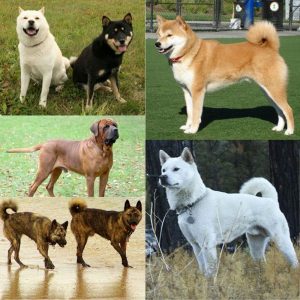 Collage of 5 Japanese Dog Breeds - Tosa Inu, Shibu Inu, Hokkaido Inu, Ryukyu Inu & Kishu Ken