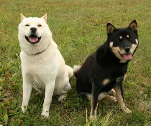 A White and Black Hokkaido Inu sitting down
