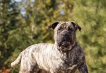 Presa Canario: The Canary Mastiff Brown Presa Canario running