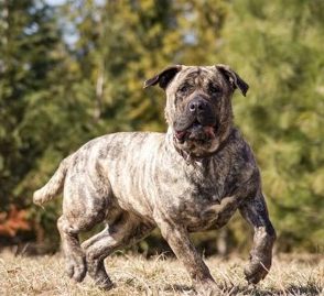 Brown Presa Canario running