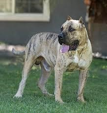 Presa Canario Standing with tongue hanging out of mouth
