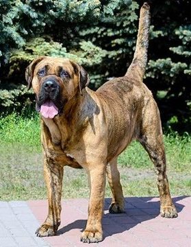 Brown Presa Canario Standing