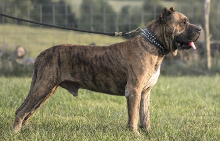 Side view of Brown Presa Canario