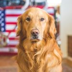 Golden Retriever: The Complete Guide Golden Retriever