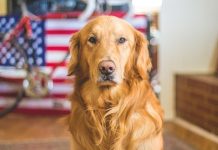 Golden Retriever: The Complete Guide Golden Retriever
