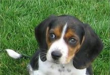 Pocket Beagles – The Complete Guide Cute Pocket Beagle looking up