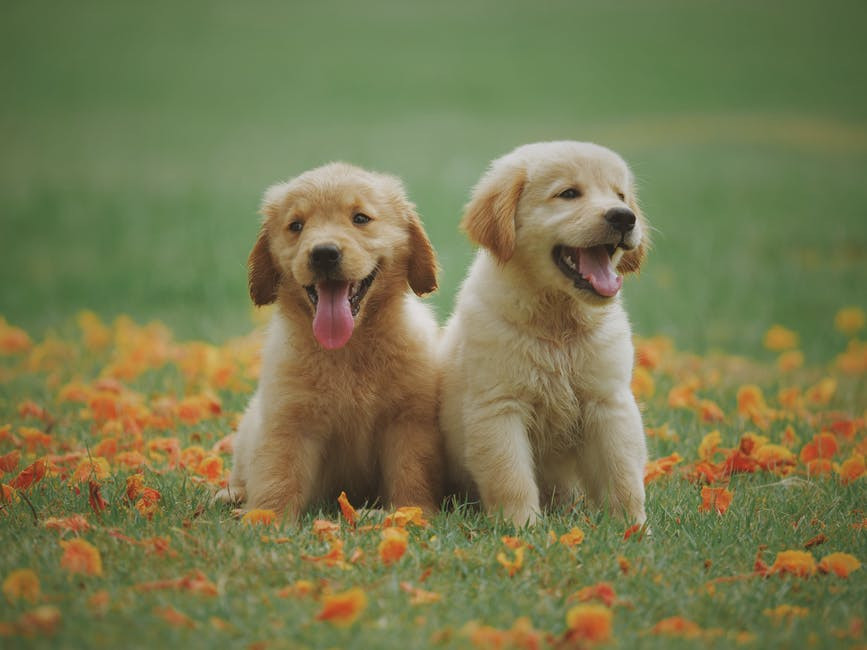 Two Puppies - How to Potty Train a Puppy